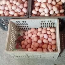 纯生态养殖土鸡蛋土鸡蛋。