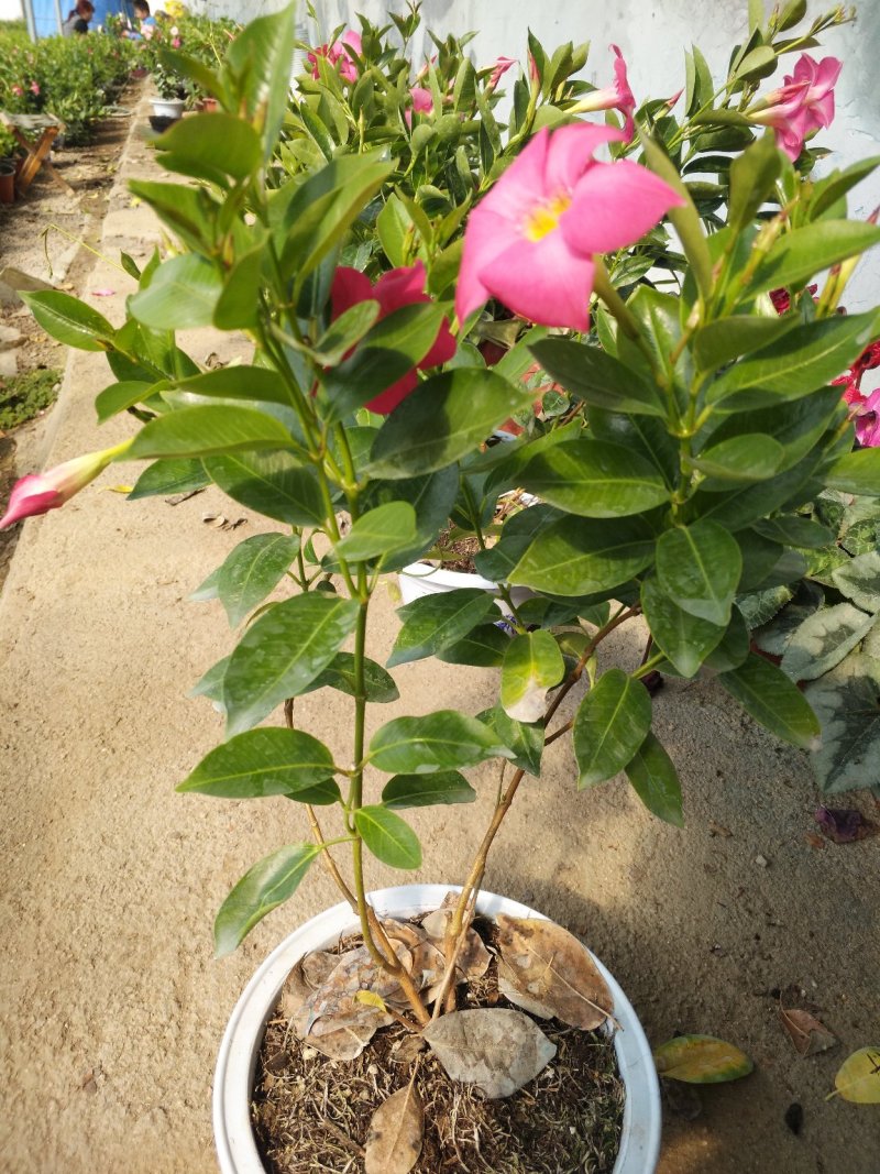 飘香藤，花株茂盛，颜色多好管理，规格齐全花期长