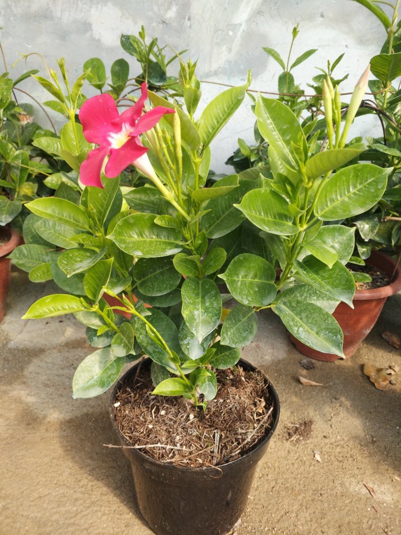 飘香藤，花株茂盛，颜色多好管理，规格齐全花期长