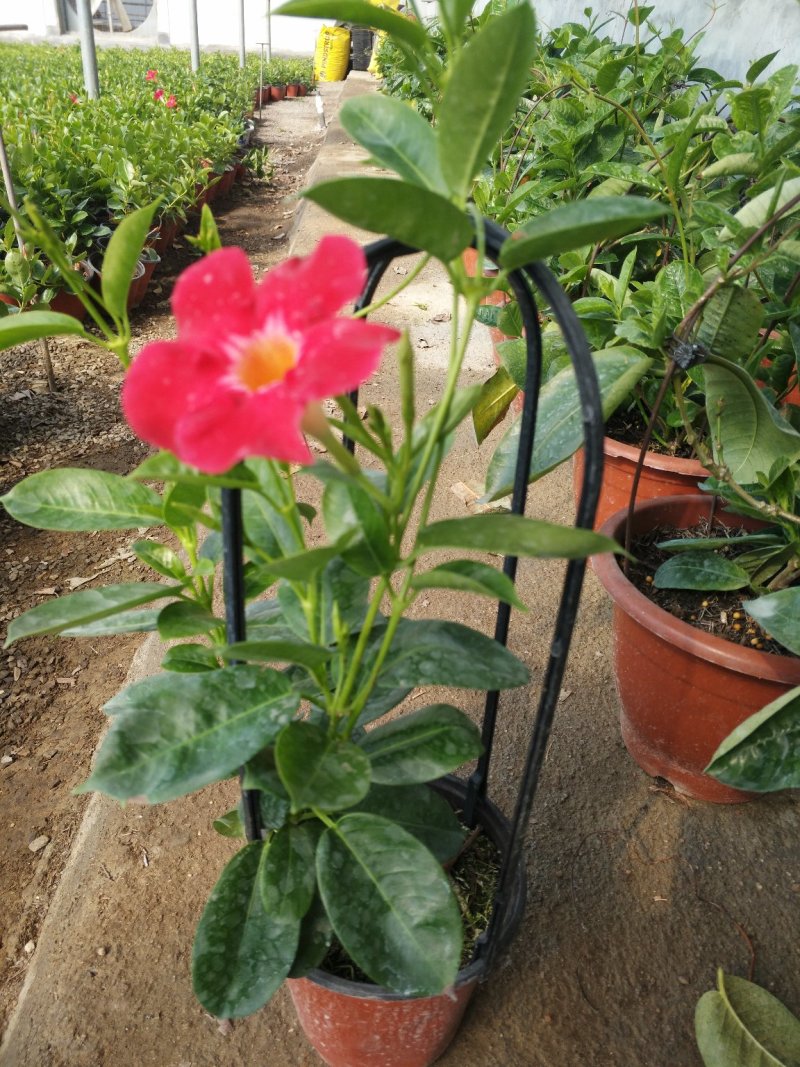 飘香藤，花株茂盛，颜色多好管理，规格齐全花期长