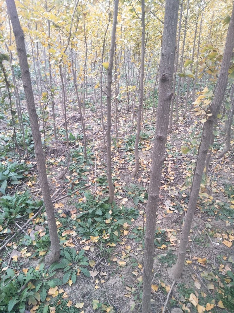 银杏树，白果树，绿化银杏树，漯河银杏树，河南银杏树。