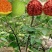 核桃种苗冠核一号新新2号薄壳香中林5号薄壳等