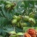 核桃种苗冠核一号新新2号薄壳香中林5号薄壳等