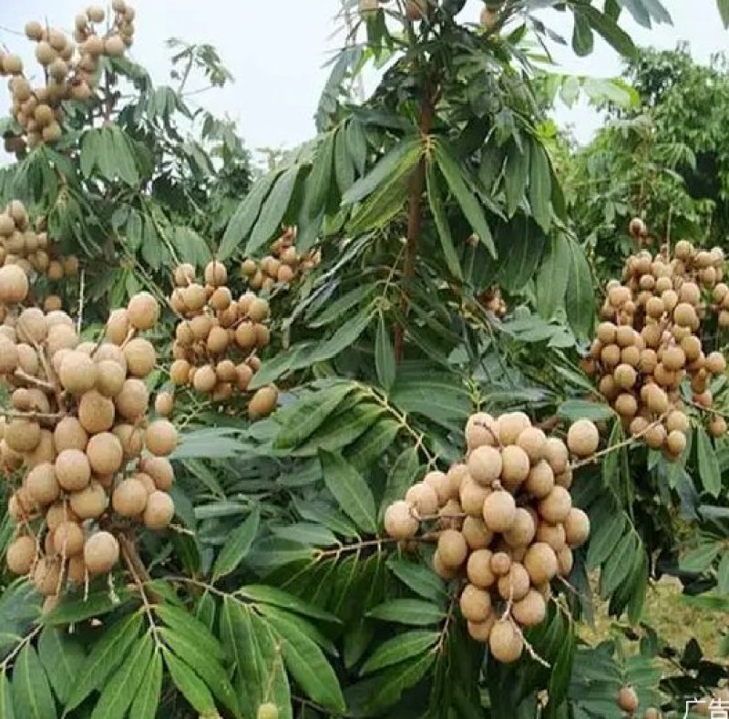 核桃种苗冠核一号新新2号薄壳香中林5号薄壳等