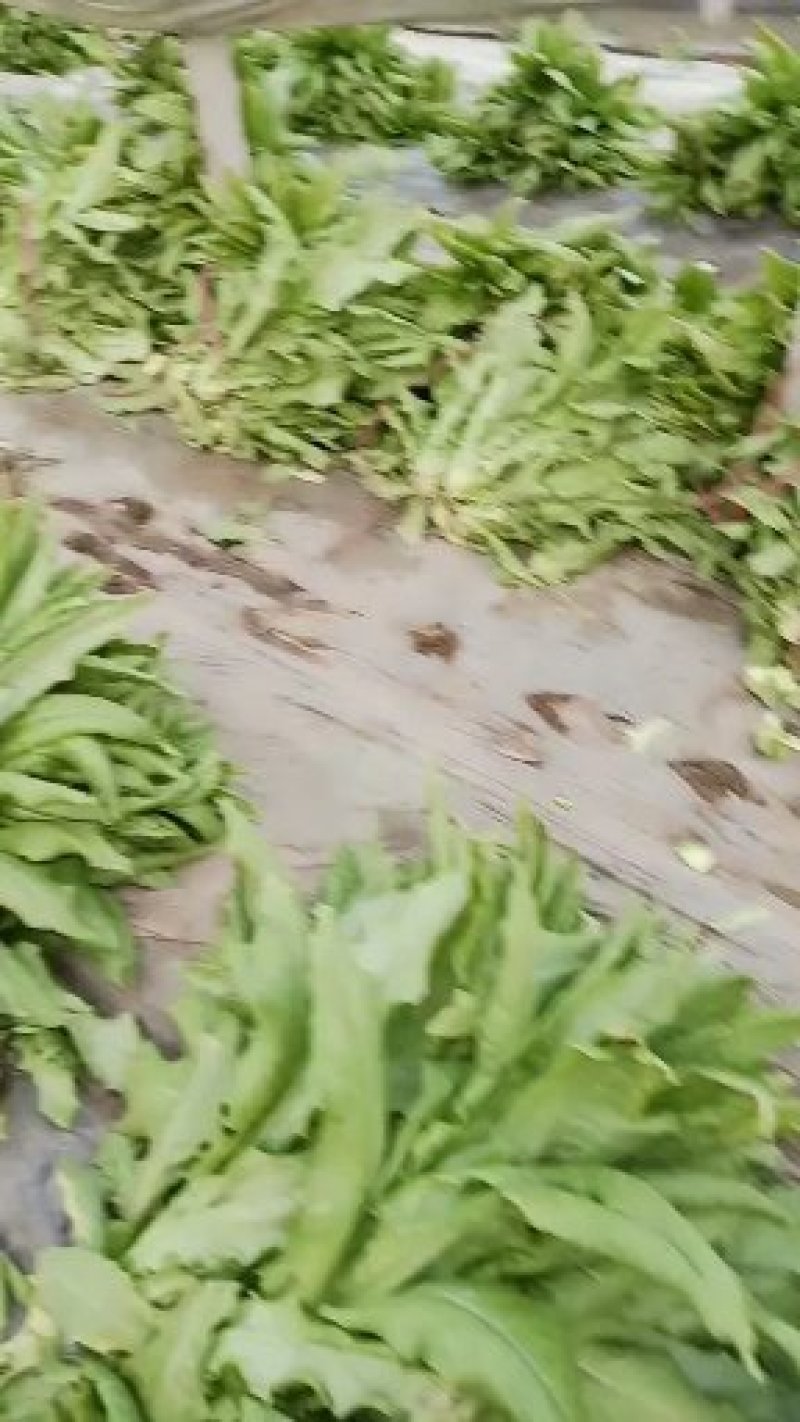 山东青卅三青皮莴苣