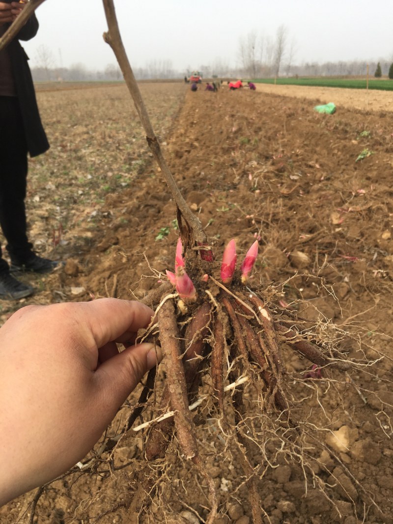 赤芍苗赤芍种苗大量批发赤芍种苗