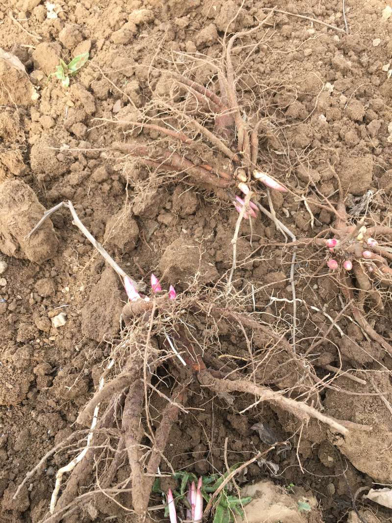 赤芍苗赤芍种苗大量批发赤芍种苗