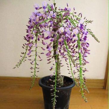 紫藤树苗盆栽爬藤植物花卉庭院耐寒、炮仗花四季开花