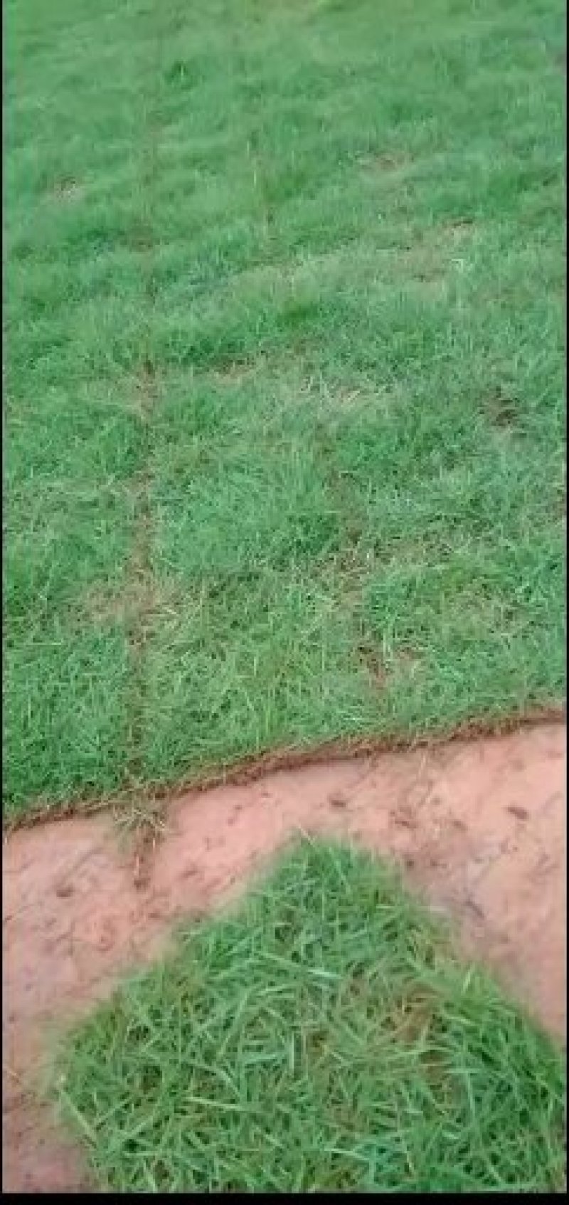 绿化苗木