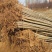杨树苗107货大量，【原地统货】！！带土，成活率高