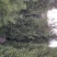 蜀侩，4米蜀侩，一级，塔柏，圆柏，基地直发，品质保证