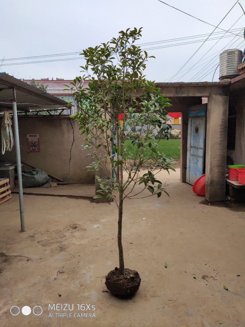 基地直发2米左右桂花树苗适合庭院小区工程苗木