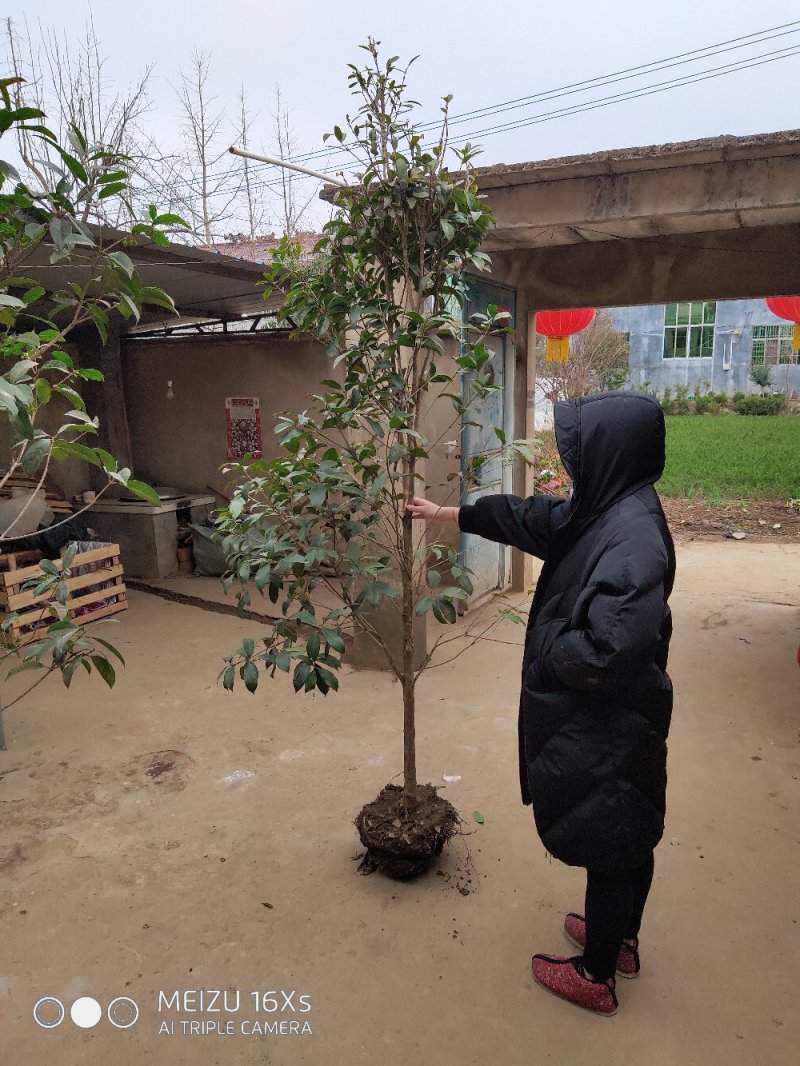 基地直发2米左右桂花树苗适合庭院小区工程苗木