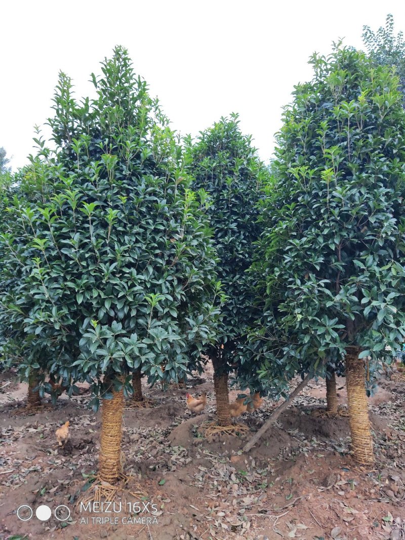 基地直发2米左右桂花树苗适合庭院小区工程苗木