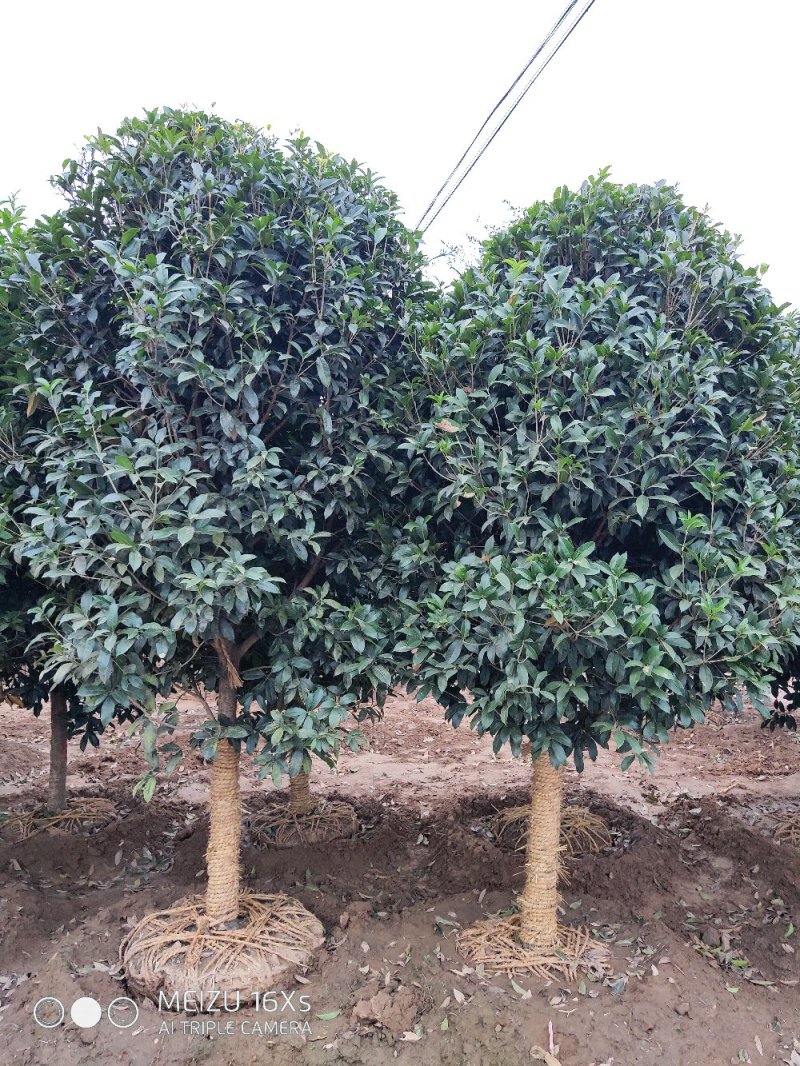 基地直发2米左右桂花树苗适合庭院小区工程苗木