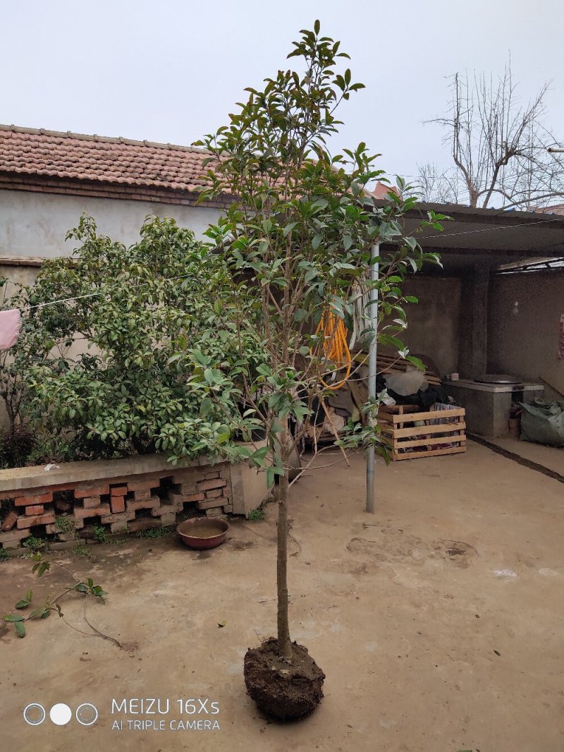 基地直发2米左右桂花树苗适合庭院小区工程苗木