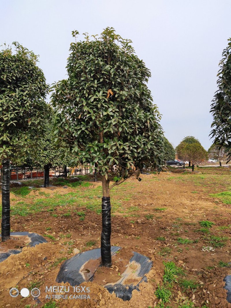 基地直发2米左右桂花树苗适合庭院小区工程苗木
