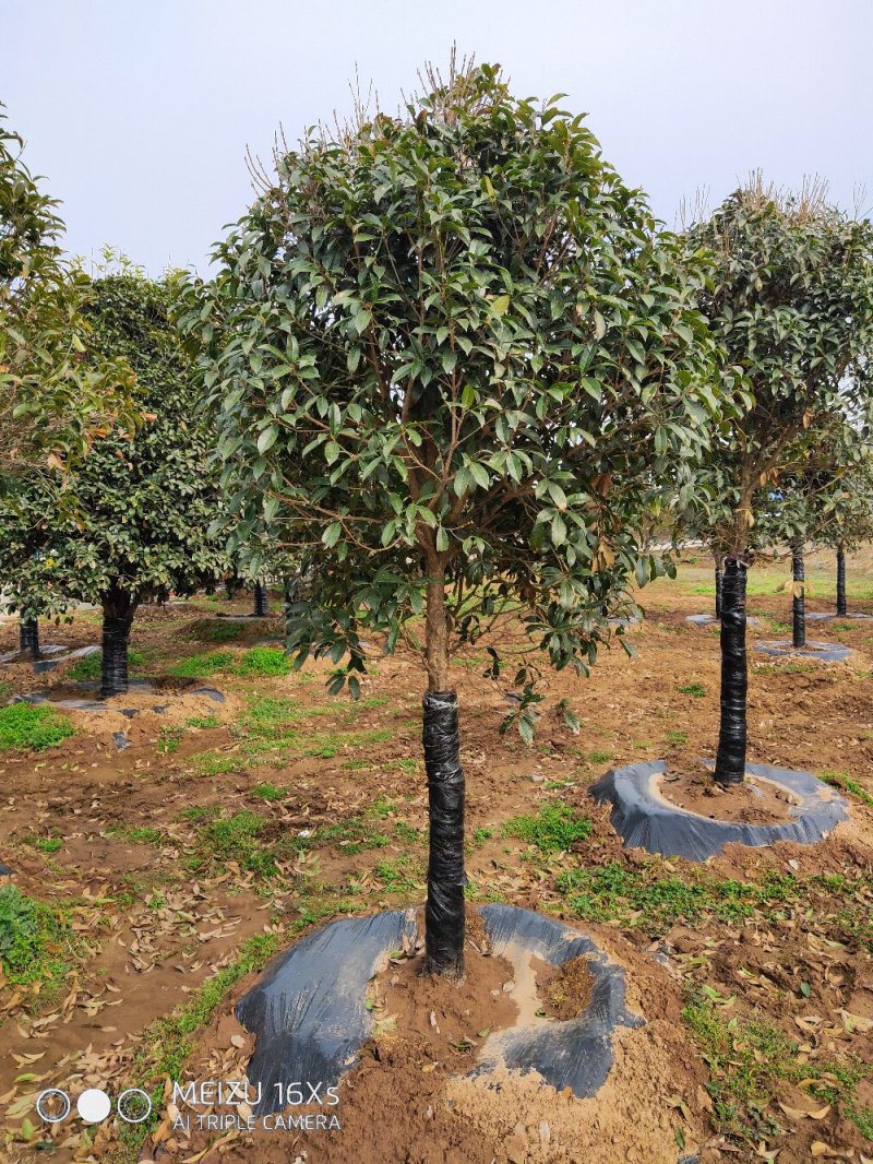 基地直发2米左右桂花树苗适合庭院小区工程苗木