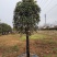 基地直发2米左右桂花树苗适合庭院小区工程苗木