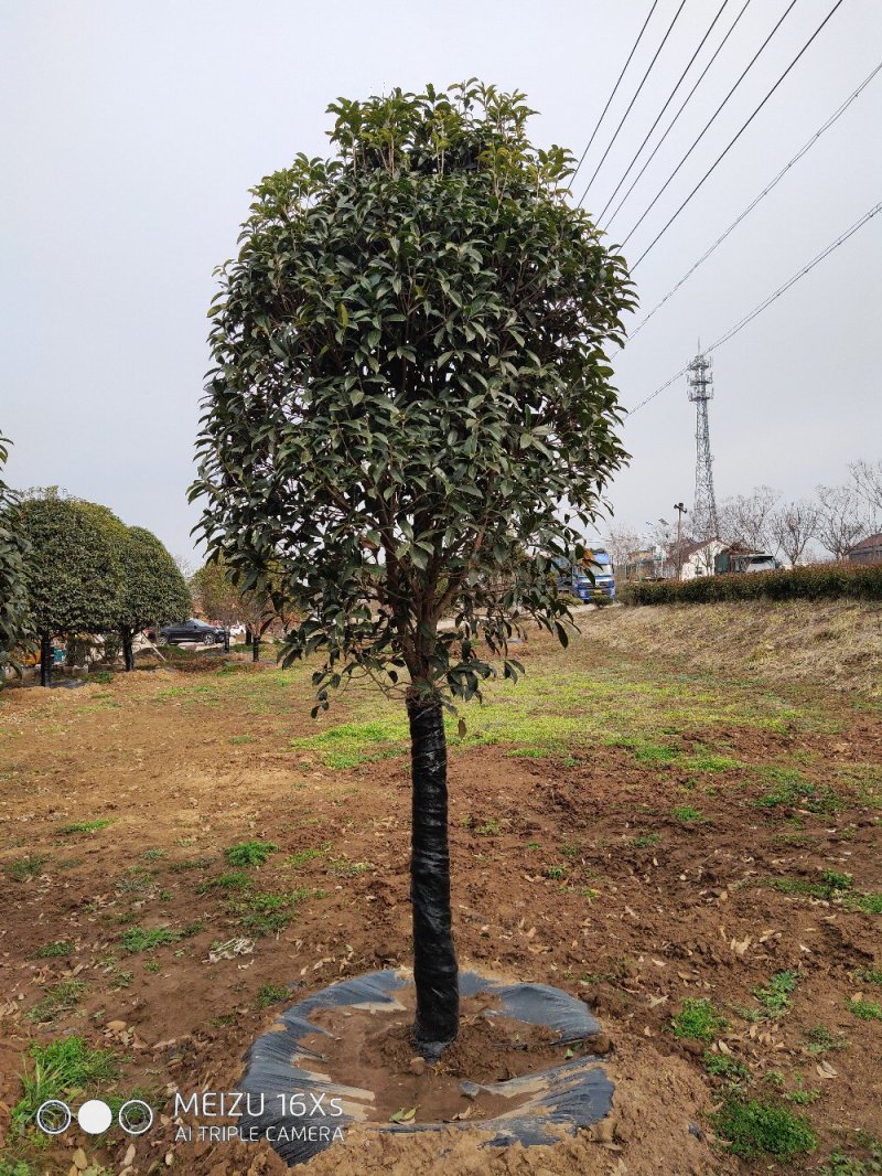 基地直发2米左右桂花树苗适合庭院小区工程苗木