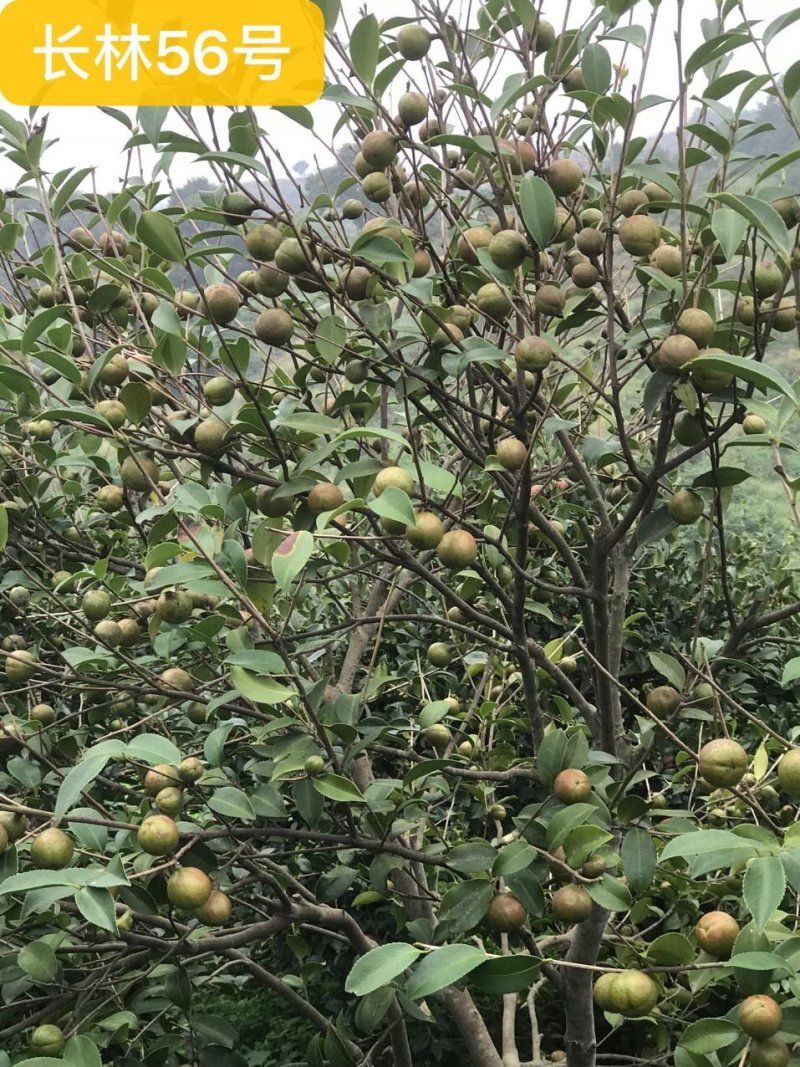 油茶苗高产嫁接苗白花红花油茶苗实生苗油茶杯苗包邮