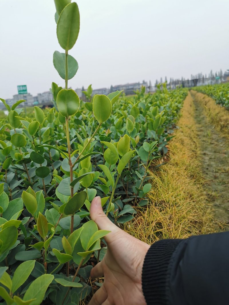 油茶苗高产嫁接苗白花红花油茶苗实生苗油茶杯苗包邮