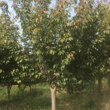 早樱樱花8~15cm照片质量山东基地销售保质保量