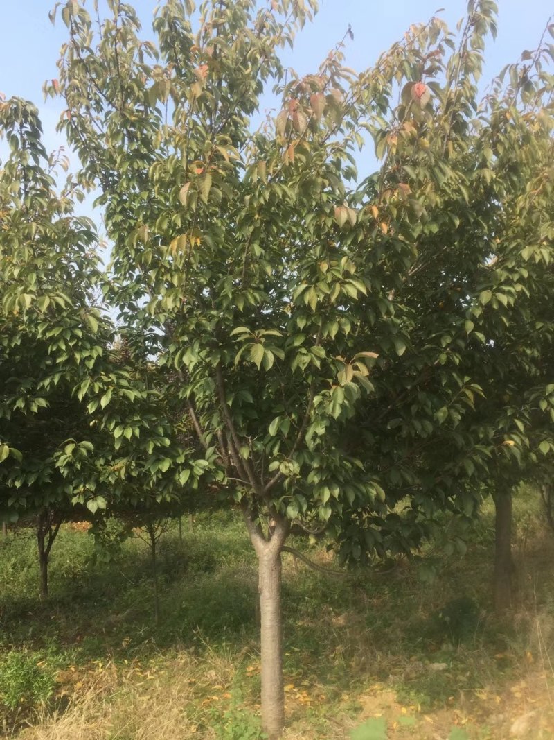 早樱樱花8~15cm照片质量山东基地销售保质保量