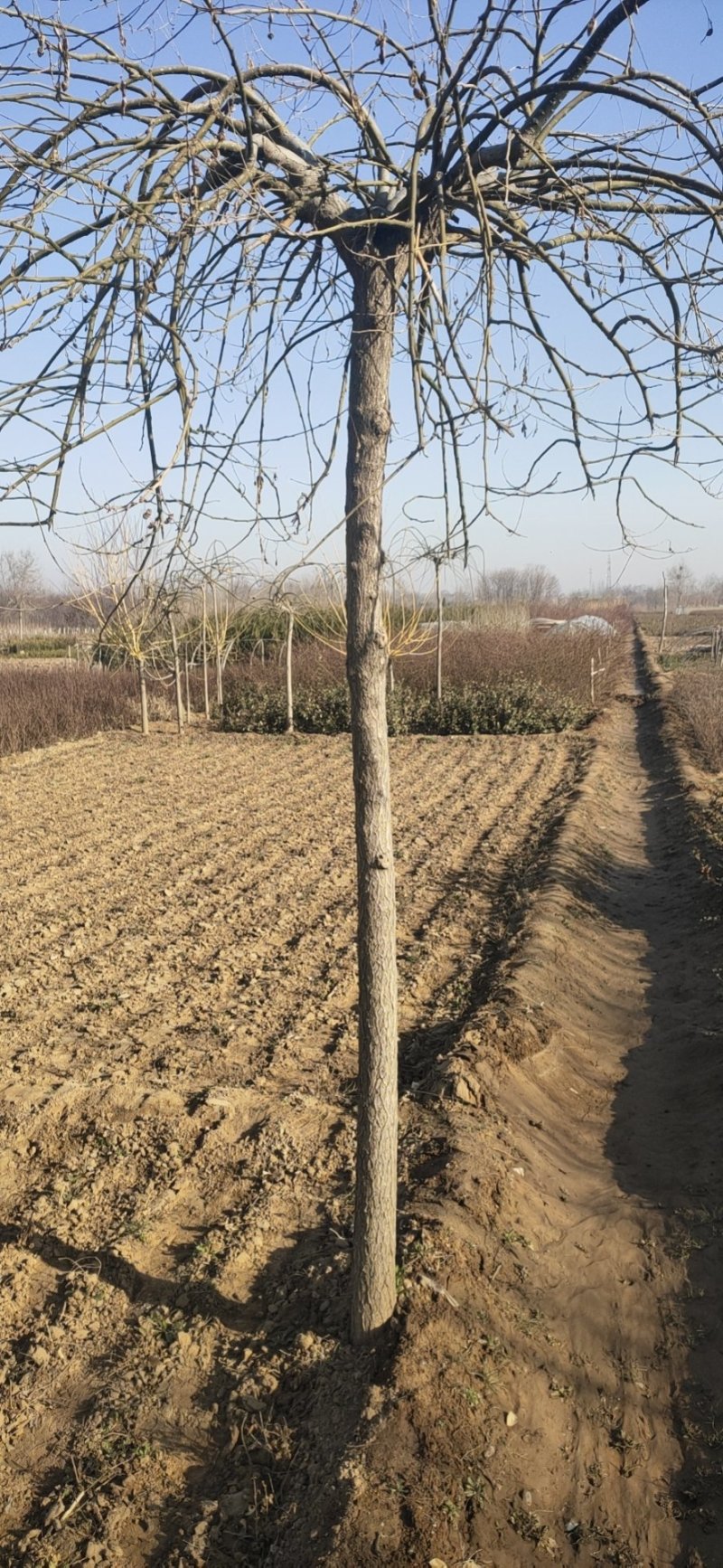 丁香多分枝丁香河北丁香产地紫丁香丁香价格