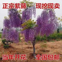 优质紫藤苗，基地直销，保证品种。包湿发货。