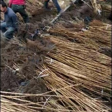 批发黑加仑大果苗，新品种大果黑加仑苗，黑加仑果