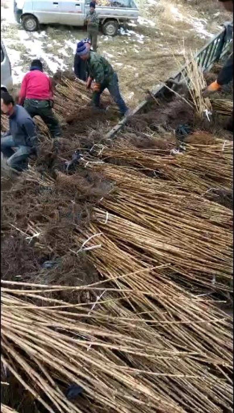 批发黑加仑大果苗，新品种大果黑加仑苗，黑加仑果