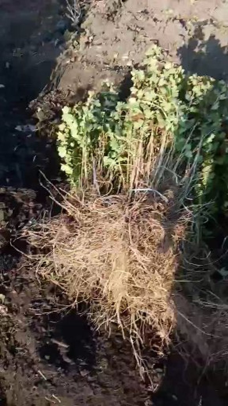 灯笼果苗，红醋栗苗，坠玉灯笼果，大果灯笼果苗当年结果苗