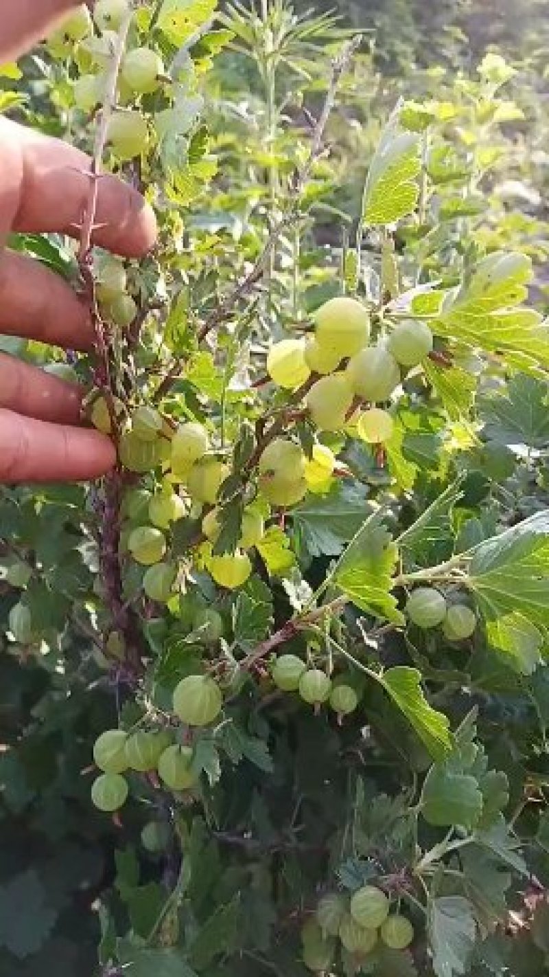 灯笼果苗，红醋栗苗，坠玉灯笼果，大果灯笼果苗当年结果苗