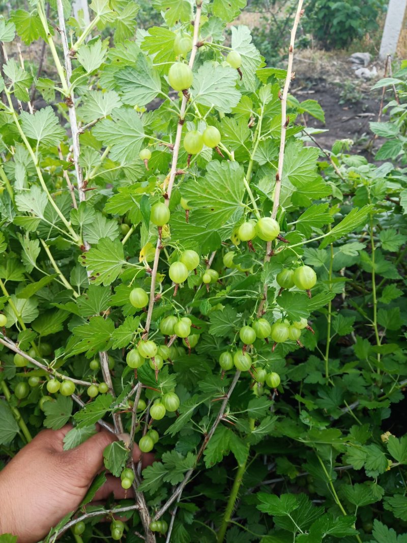 灯笼果苗，红醋栗苗，坠玉灯笼果，大果灯笼果苗当年结果苗