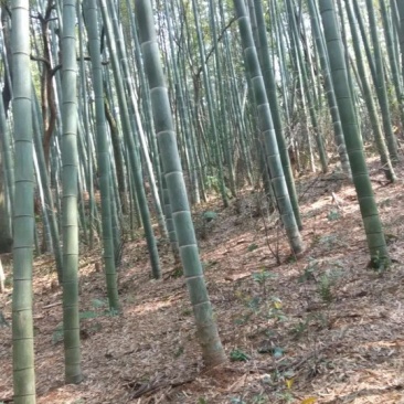 出售楠竹毛竹，望各位老板前来合作！