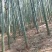 出售楠竹毛竹，望各位老板前来合作！