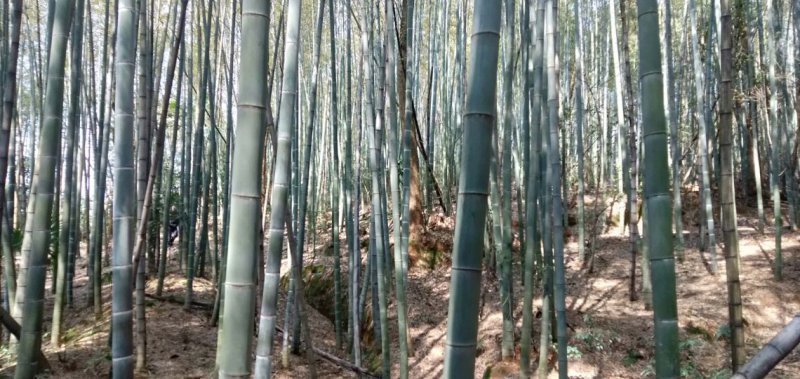 出售楠竹毛竹，望各位老板前来合作！