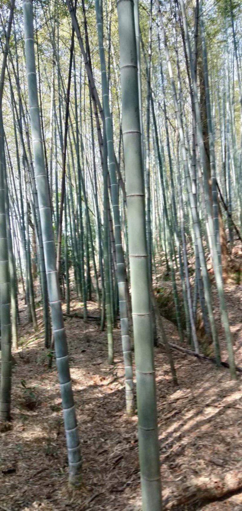 出售楠竹毛竹，望各位老板前来合作！
