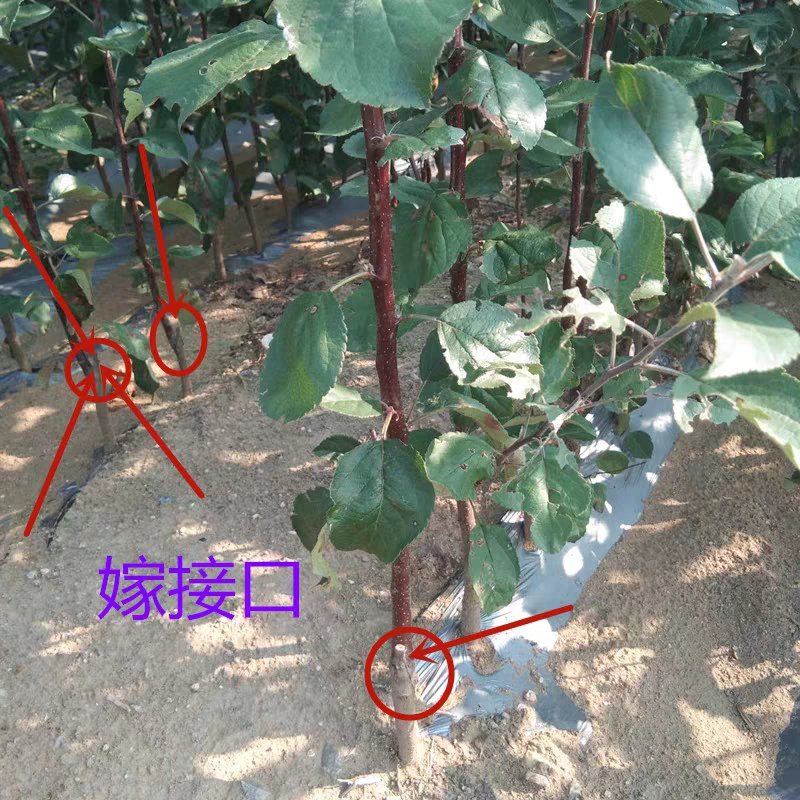 苹果树苗黄元帅苹果苗嫁接苗基地直销包成活