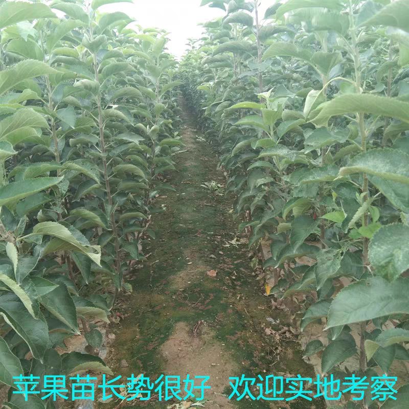 苹果树苗黄元帅苹果苗嫁接苗基地直销包成活