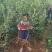 苹果树苗黄元帅苹果苗嫁接苗基地直销包成活