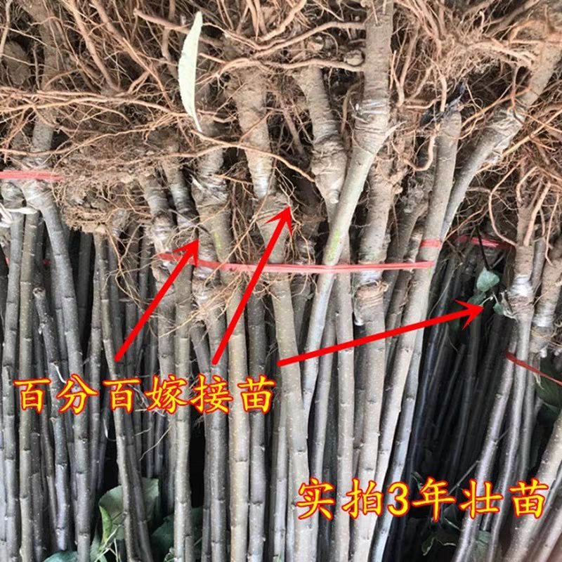 冰糖心苹果树苗基地直销现挖现卖包品种包成活
