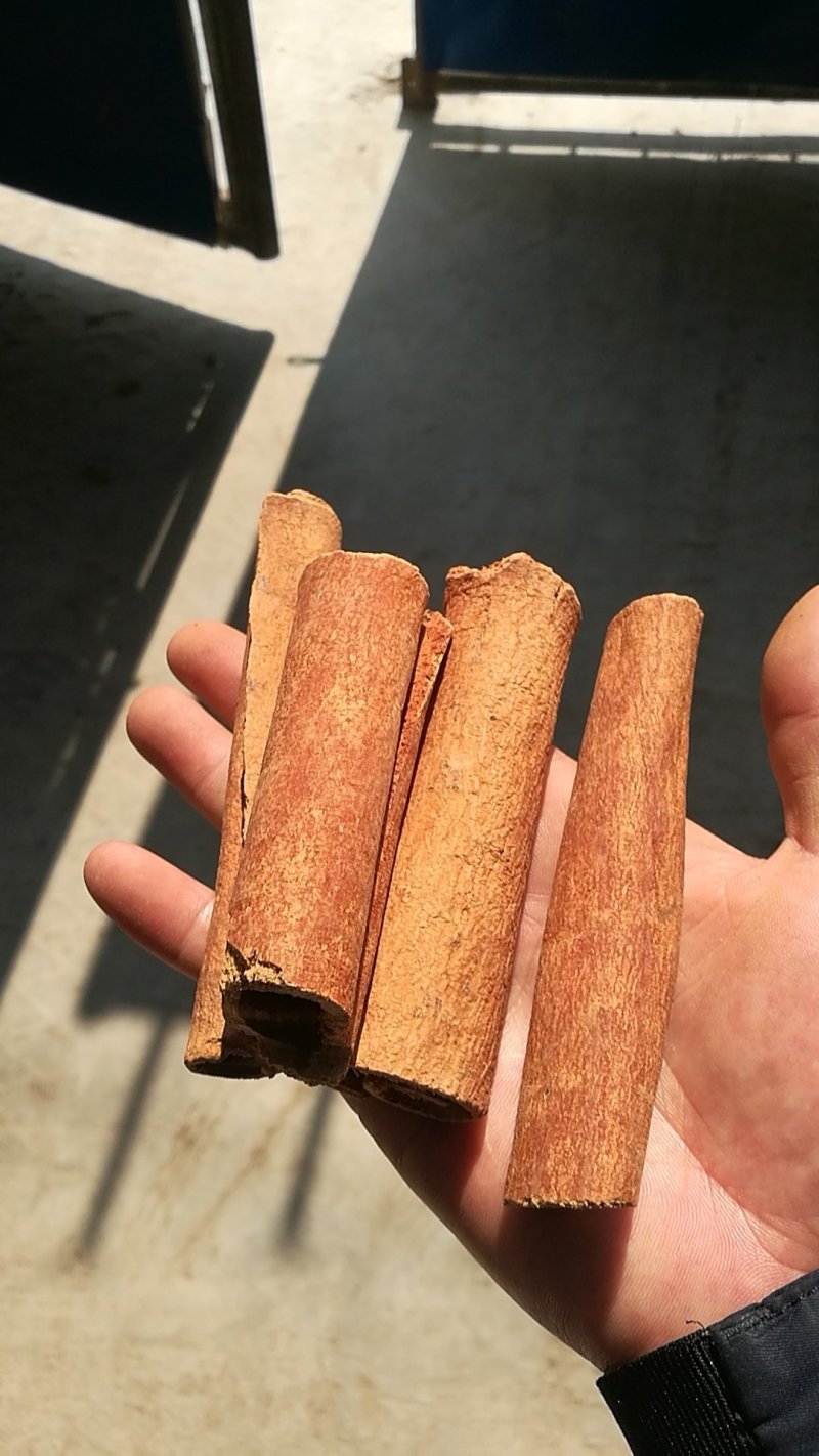 桂皮(缅甸野生烟桂，长年货源)