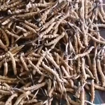冬虫夏草大量供应西藏产地直发质量保证货源充足价格美丽
