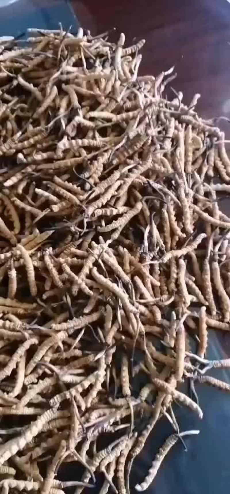 冬虫夏草大量供应西藏产地直发质量保证货源充足价格美丽