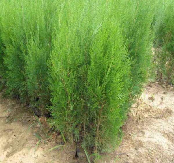 侧柏幼苗与成年树对比图