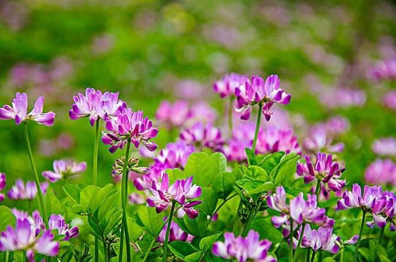 紫云英牧草种子高产量收割次数多适口性强营养价值高