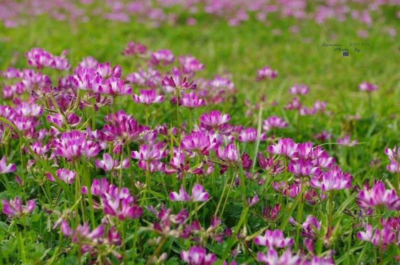 紫云英牧草种子高产量收割次数多适口性强营养价值高