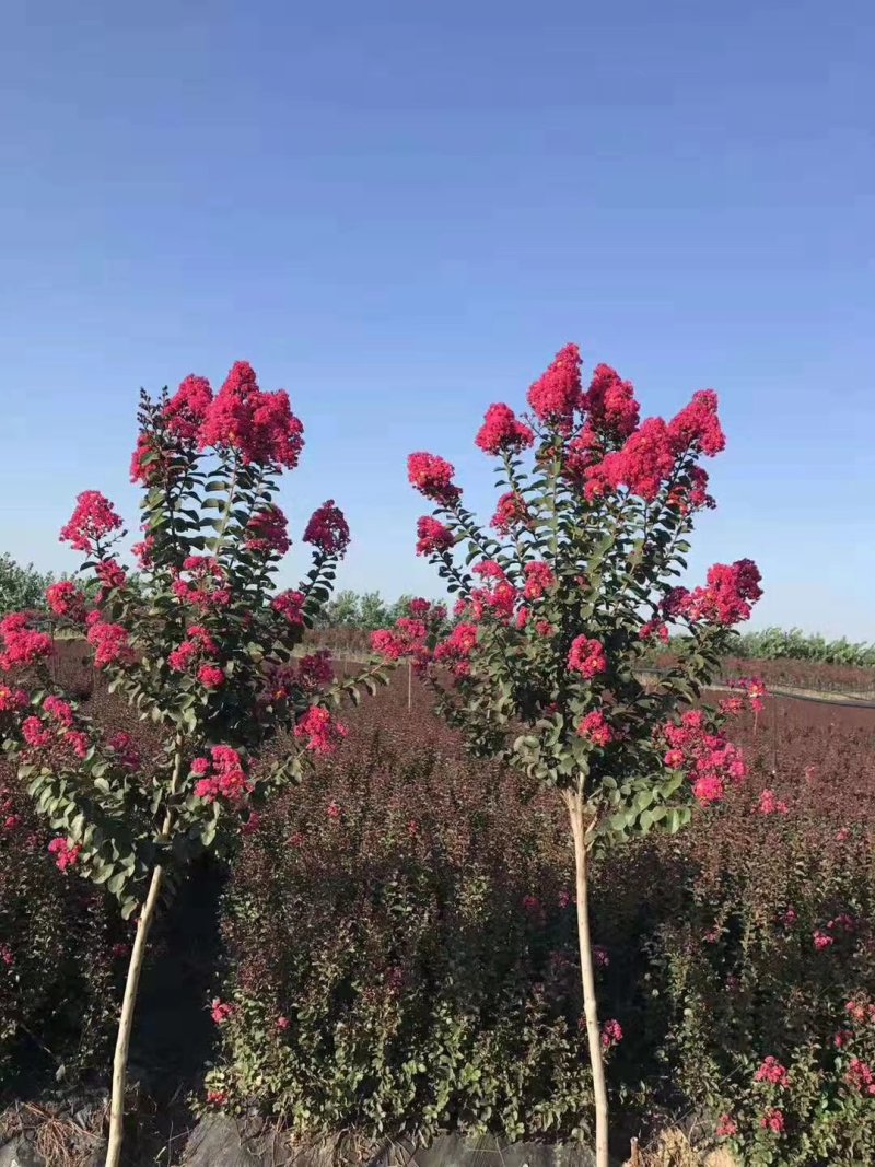 【牛商推荐】沭阳紫薇天鹅绒1~2米以下0.5~1米基地